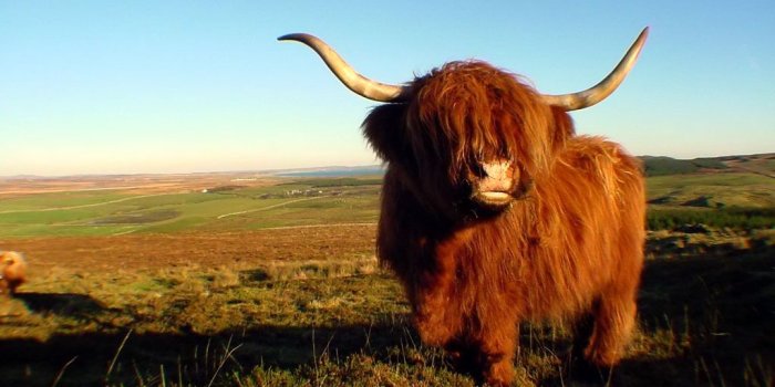 1024x768 Bull Wallpaper - Powerful Bull Wallpapers Gallery