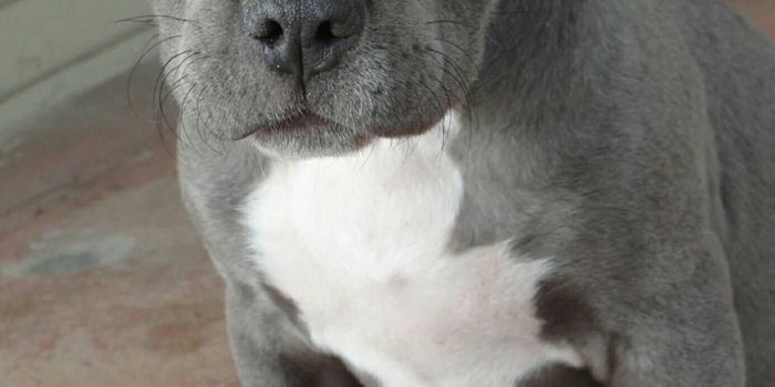 1386x2398 47+ Blue Pitbull Wallpapers on WallpaperPlay