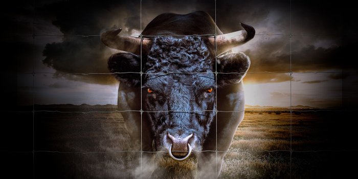 1920x1080 Angry Bull Wallpaper 14961 | HDWEB