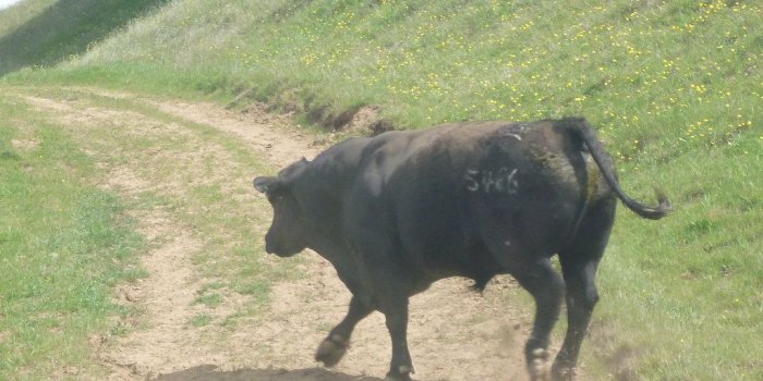 1024x768 Angry bull | Amanda