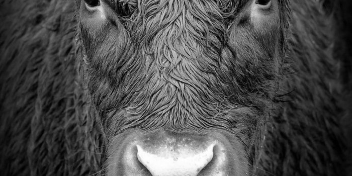 1000x1501 100+ Bull Pictures | Download Free Images on Unsplash