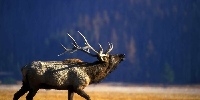 1916x1200 Bull elk wallpapers Gallery