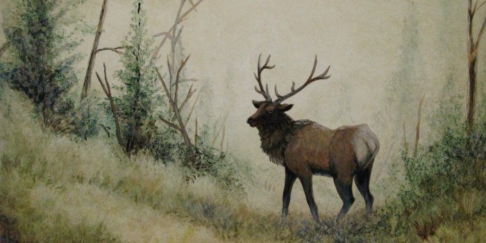 1920x1080 Bull Elk Wallpapers - Top Free Bull Elk Backgrounds - WallpaperAccess