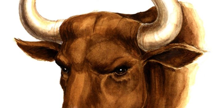 984x1050 Real Angry Bull Face – kitchen