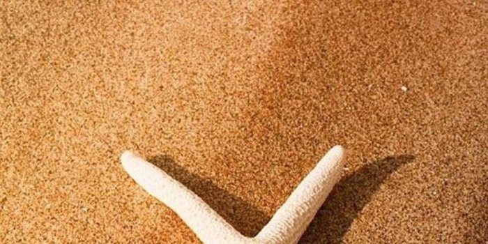 1080x1920 Beach Seastar Android wallpaper - Android HD wallpapers