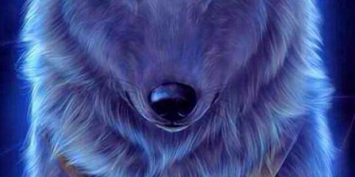 720x1280 Wolf Wallpapers 4K for Android - APK Download