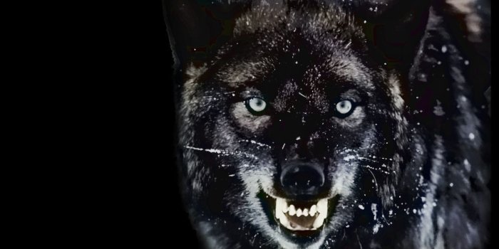 1280x800 Angry Wolf Wallpapers Android animal Wallpaper | goods in 2019