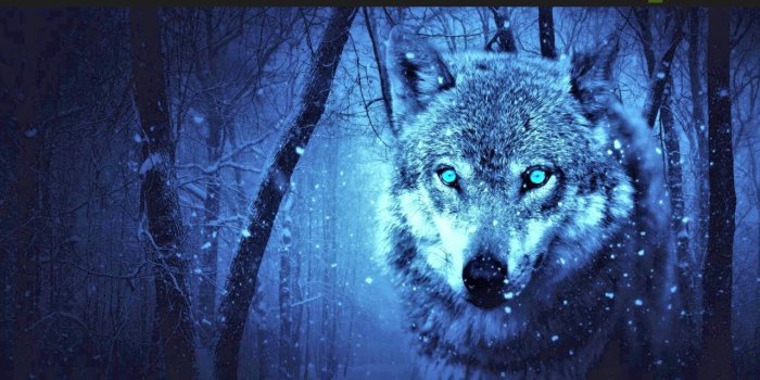 1280x720 Fantasy Wolf Wallpaper for Android - APK Download