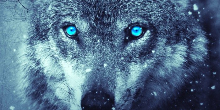 1440x2560 Wallpaper Wild Wolf, Blue eyes, Scary, Snowfall, Winter, 4K, Animals