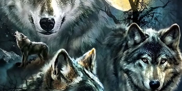 736x1308 Wolf Wallpaper For iPhone | Mr. Exit | Wolf wallpaper, Wolf, Wolf