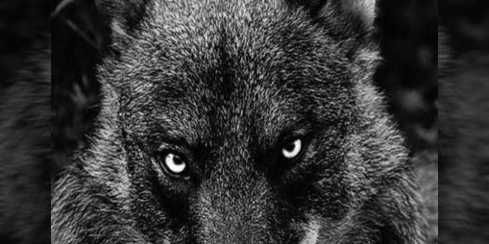 720x1280 Wolf Wallpaper for Android - APK Download