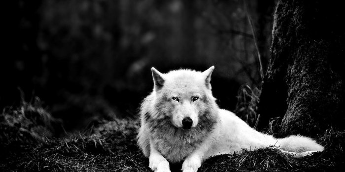 1600x1200 Dark Forest Wolf Wallpapers for Android - APK Download