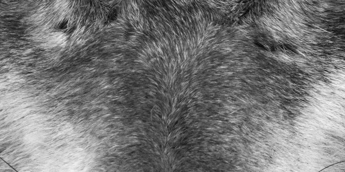 1080x1920 Wolf Wallpaper Hd Resolution » Hupages » Download Iphone Wallpapers