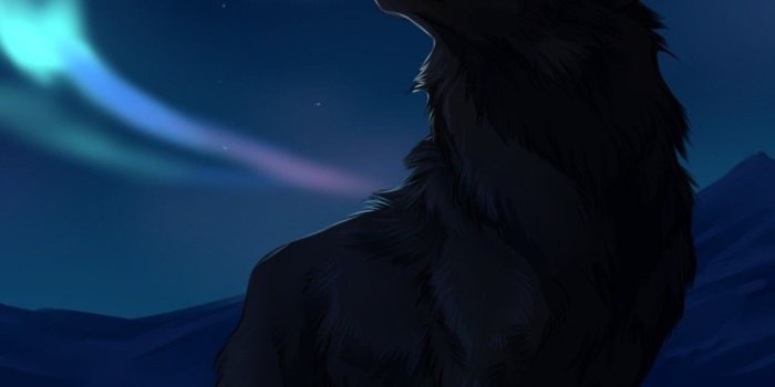 1080x1920 Wolf Wallpaper for iPhone (72+ images)