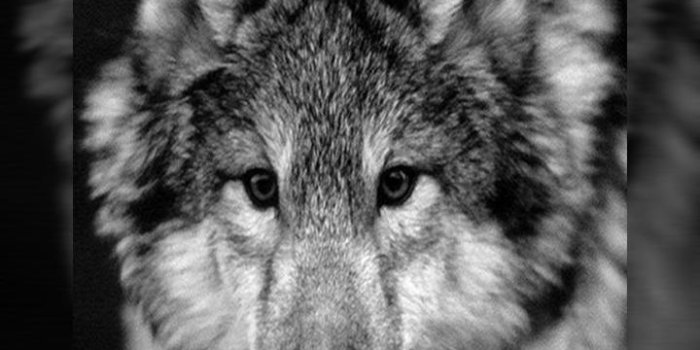 720x1280 Wolf Wallpaper for Android - APK Download
