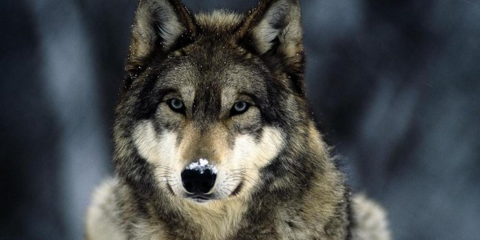 1920x1080 60+ Wolf Eyes Wallpapers - Download at WallpaperBro