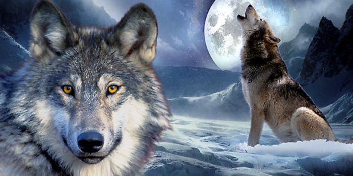 1280x800 3D Wolf Wallpapers for Android - APK Download