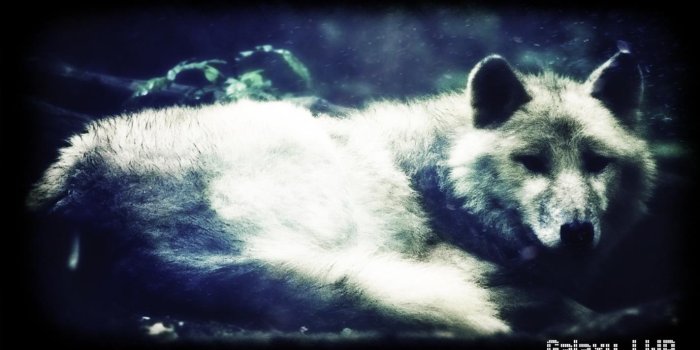 1422x800 White Wolf Wallpaper - ApkOnline