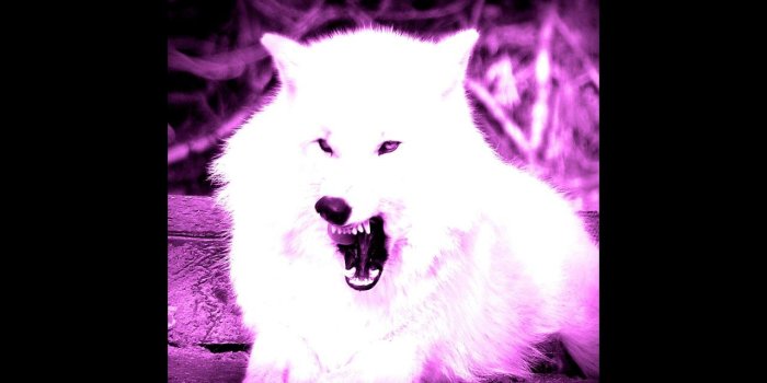 1280x720 Wolf wallpaper apps android