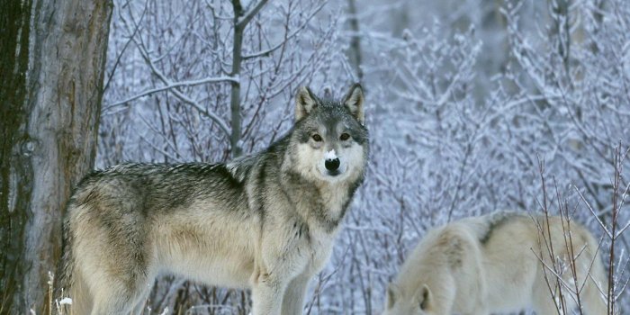 1200x900 Free download Wolf Wallpaper Android Apps und Tests AndroidPIT