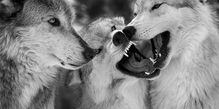 1920x1200 Wolf Wallpaper Android Apps on Google Play 1920x1200