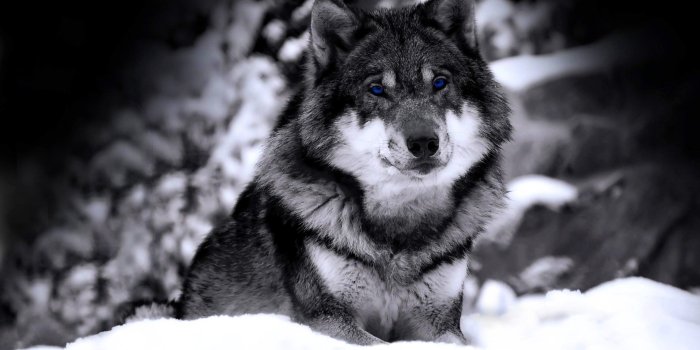 3280x2050 991 Wolf HD Wallpapers | Background Images