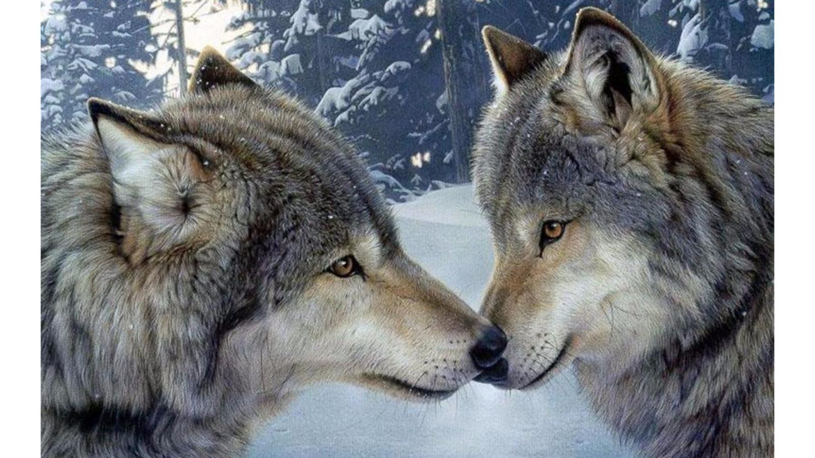 3840x2160 Wolves in Love Wallpapers (53+ images)