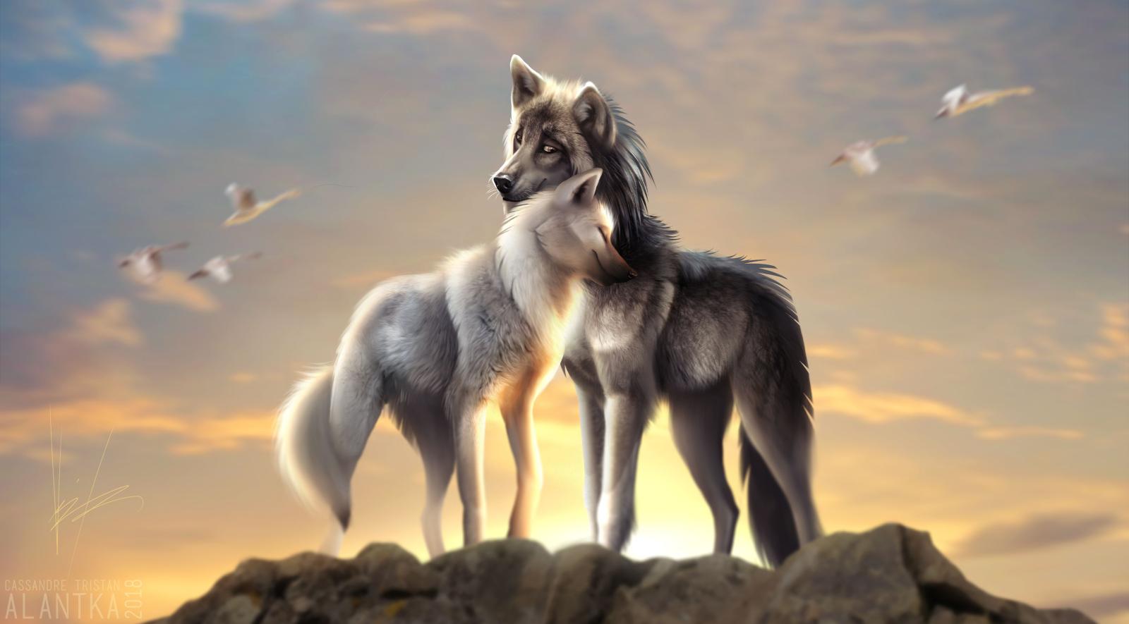 3291x1822 Wolves Love, HD Artist, 4k Wallpapers, Images, Backgrounds, Photos