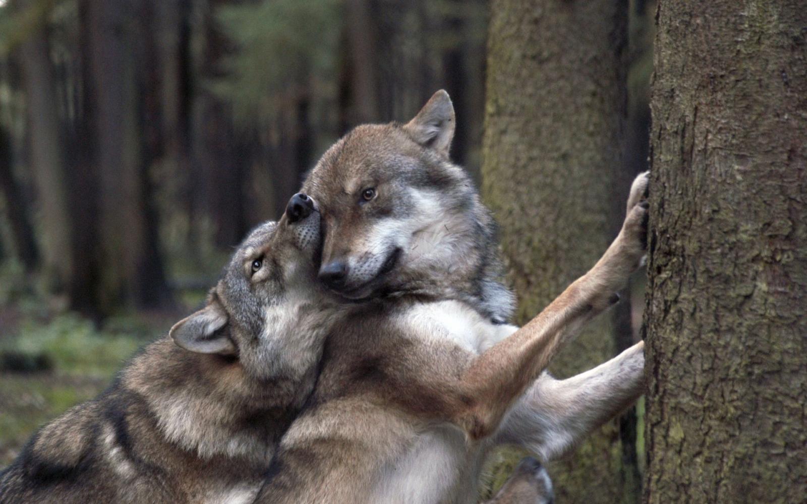 1920x1200 Love Wolf Wallpapers - Top Free Love Wolf Backgrounds - WallpaperAccess
