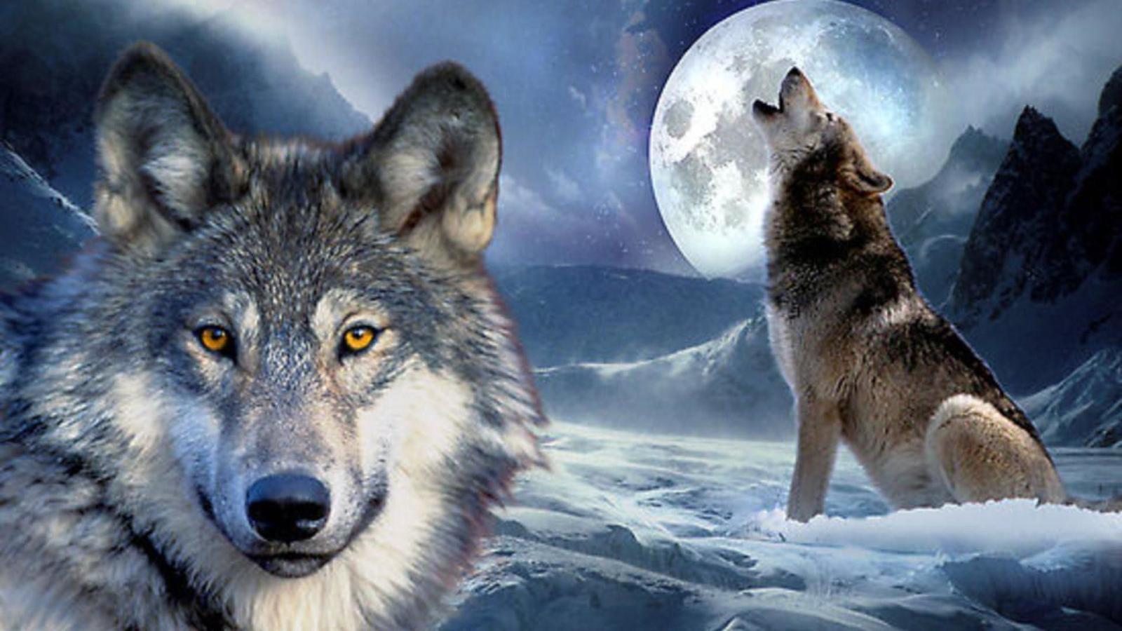 1920x1080 Wolves in Love Wallpapers (53+ images)