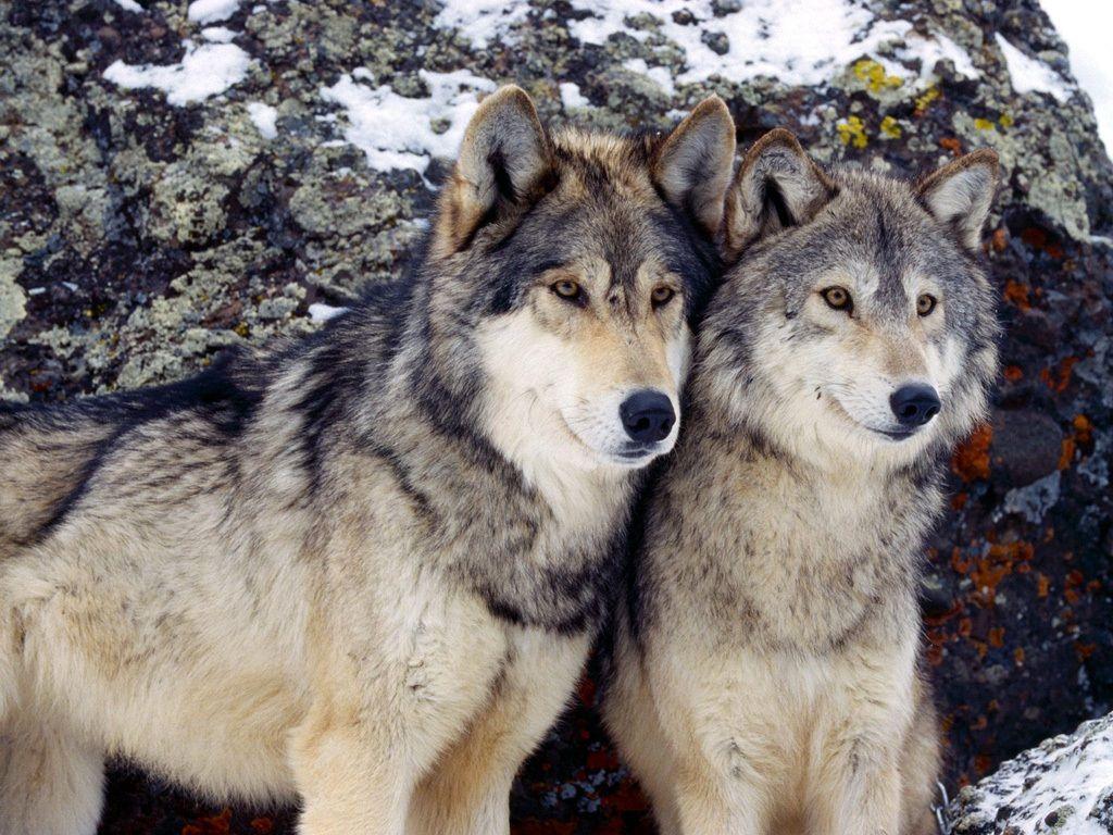 1024x768 45+] Wolves in Love Wallpapers on WallpaperSafari