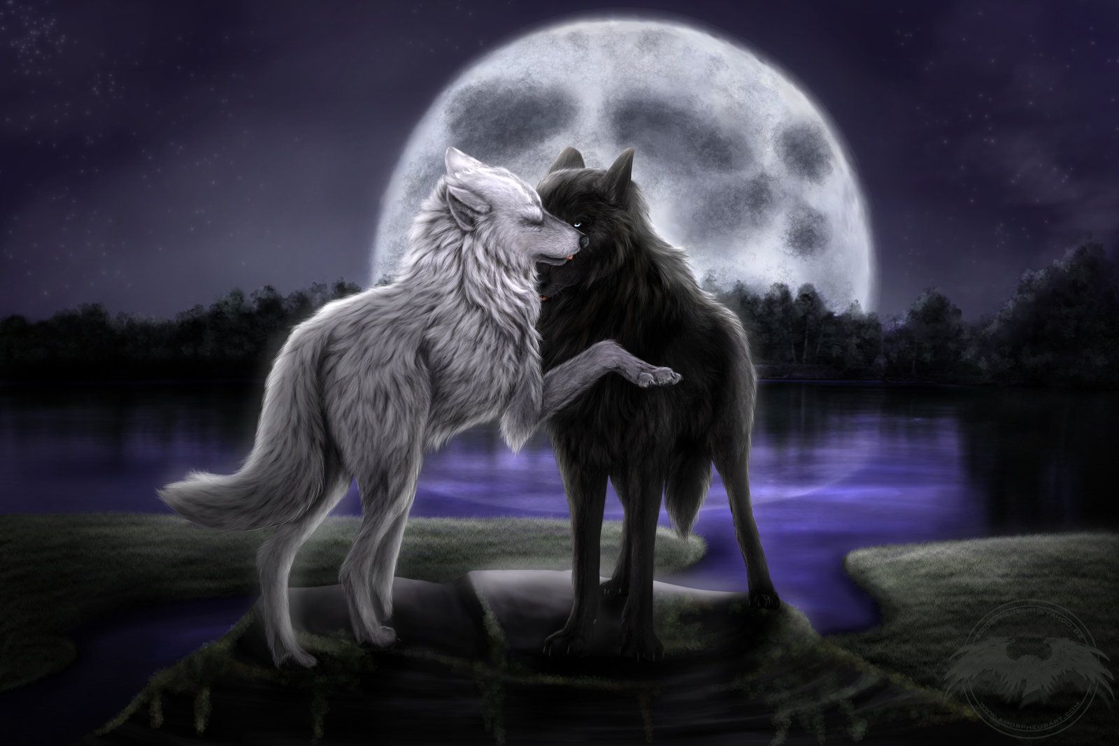 1600x1067 Free download moonlight wolf 3 HD Wallpaper Animals Wallpapers