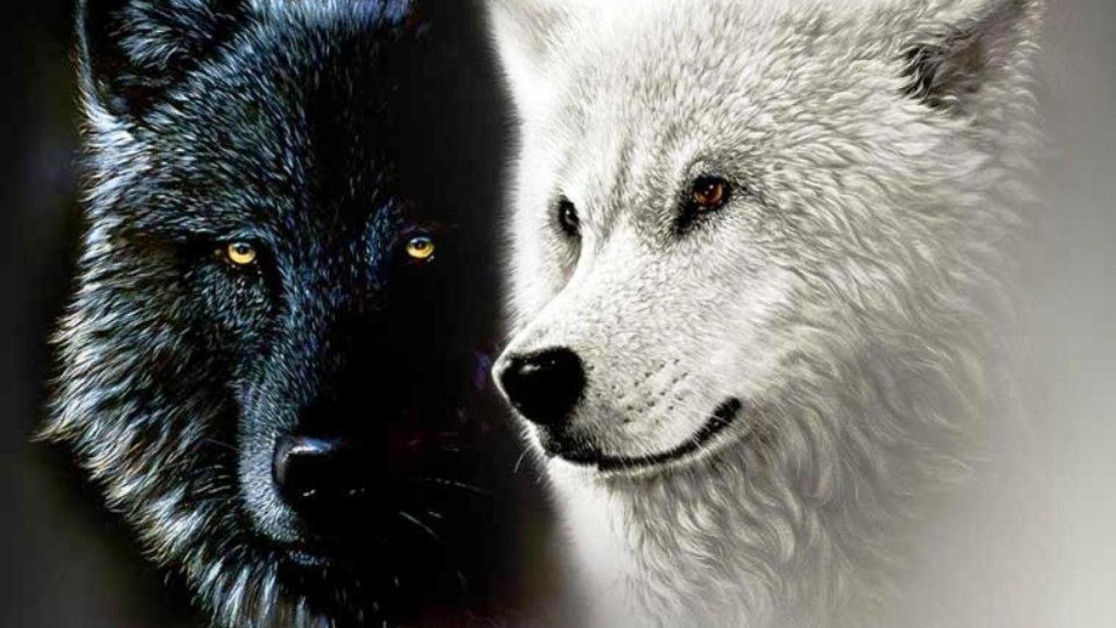 1920x1080 Love Wolf Wallpapers - Top Free Love Wolf Backgrounds - WallpaperAccess