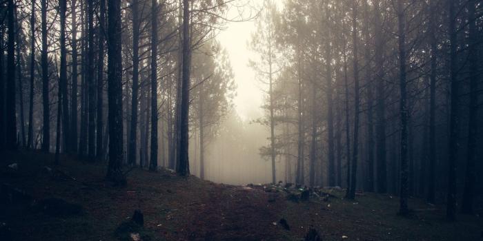 1366x768 1366x768 Wallpaper trees, fog, forest | Fernweh in 2019 | Wallpaper
