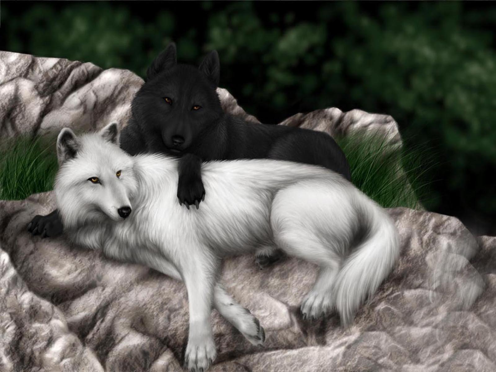 1600x1200 Vision Of The Wolf Wallpapers - Black Wolf And White Wolf Love Story