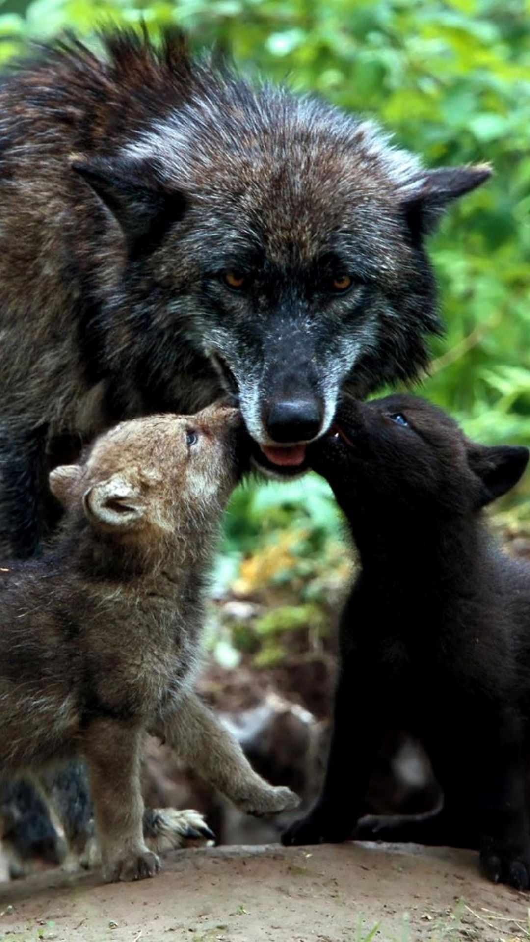 1080x1920 1080x1920 Wallpaper wolves, family, grass, puppies | I Love Animals