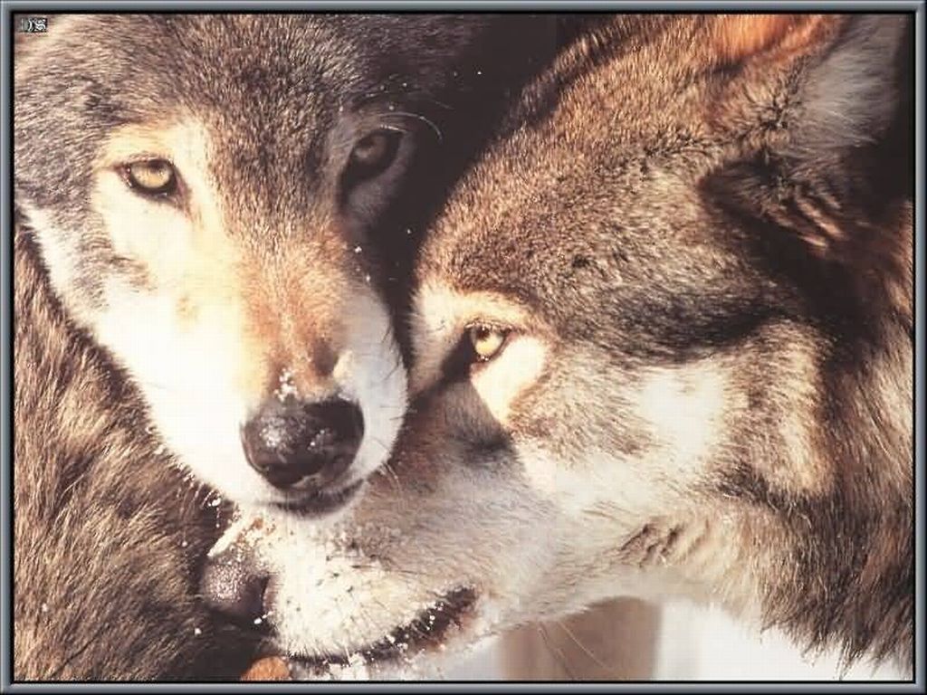 1024x768 45+] Wolves in Love Wallpapers on WallpaperSafari