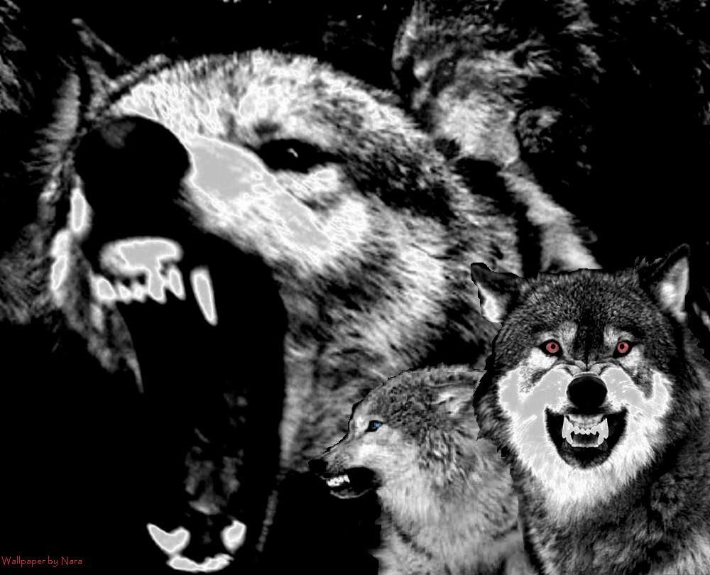 1000x810 Vicious Wolf - Lone Wolf Love Quotes (#370198) - HD Wallpaper Download