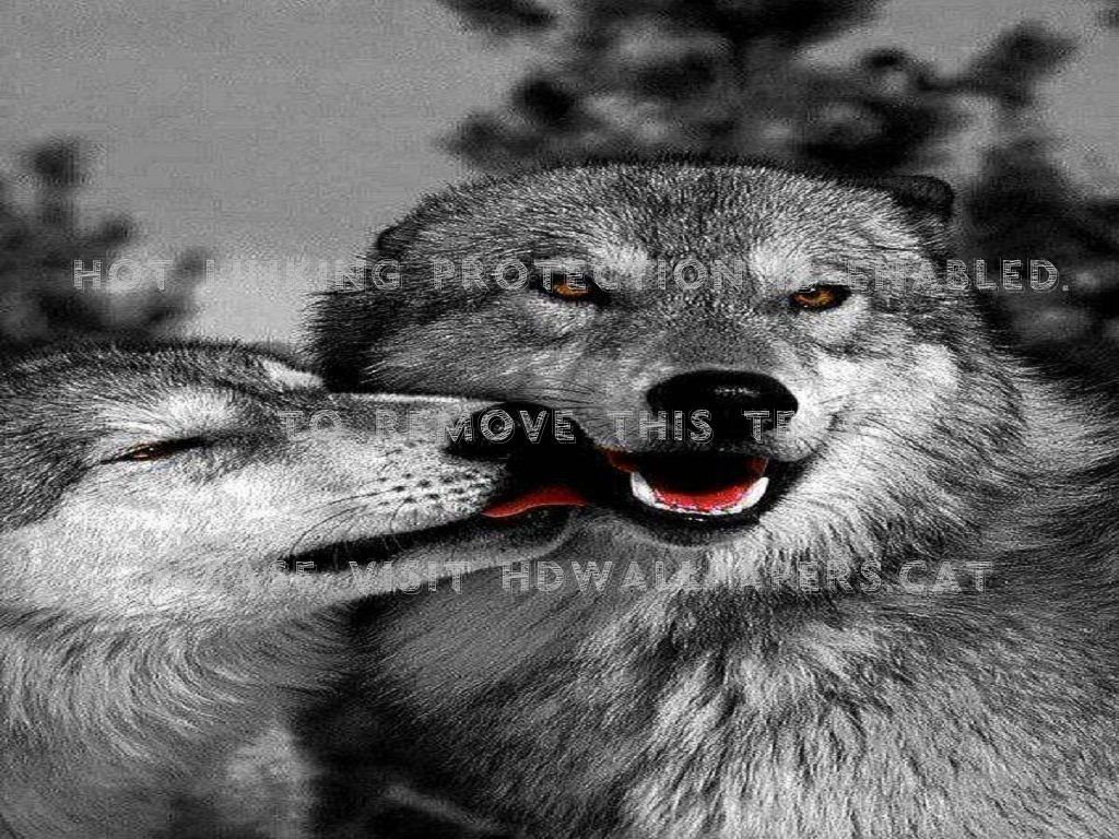 1024x768 wolf love wolves photography dogs animals