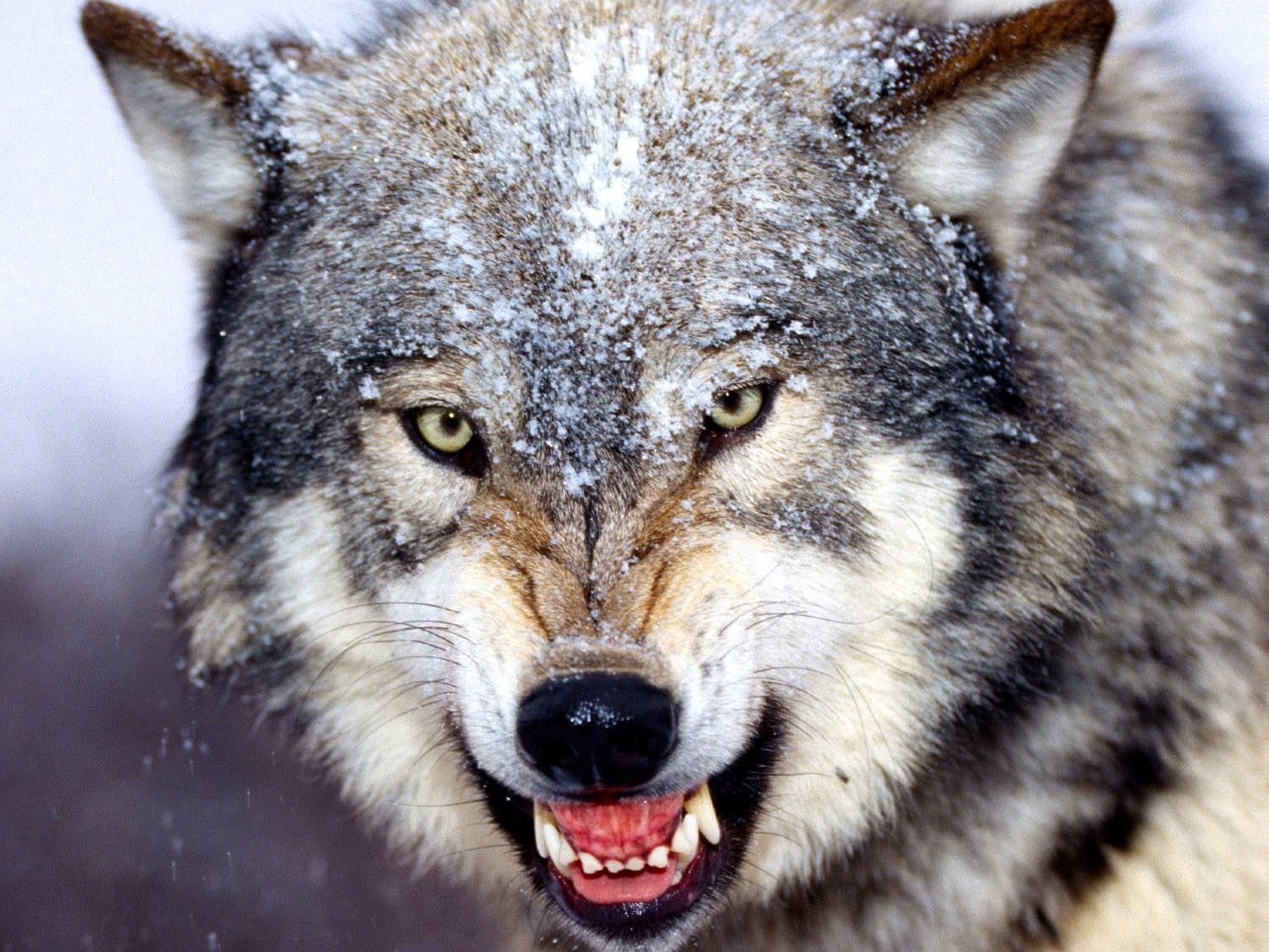 1504x1128 Wolf, Growl, HD Animal Wallpapers, Pet Love, Widescreen, Animal