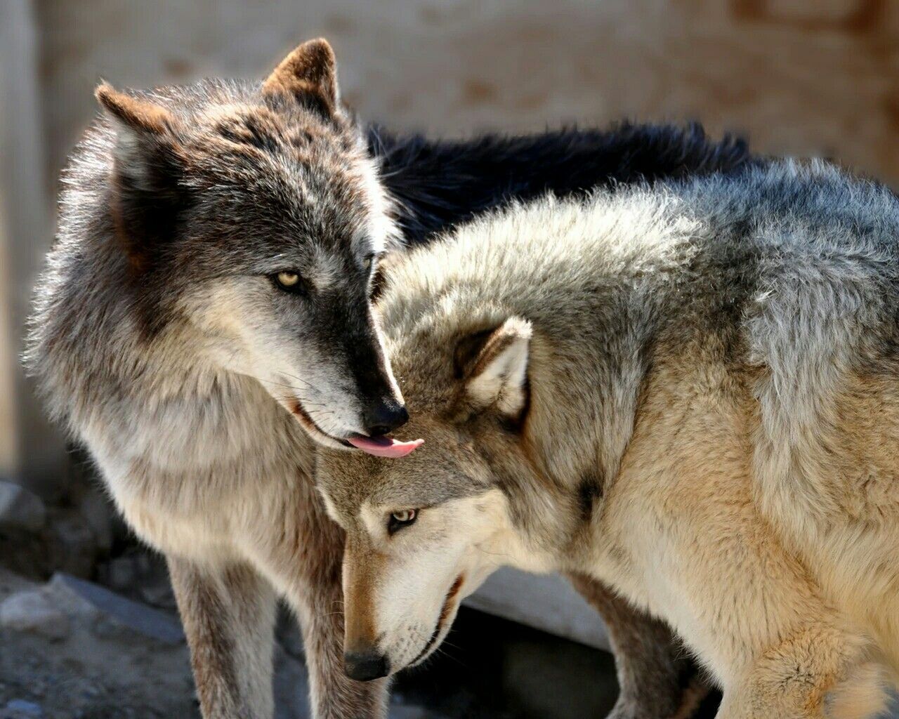 1280x1024 Love Wolf Wallpapers - Top Free Love Wolf Backgrounds - WallpaperAccess