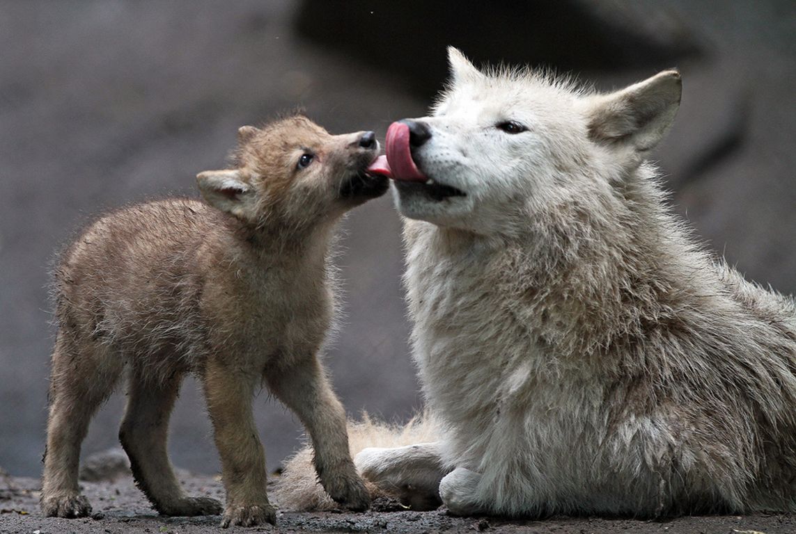 1143x768 45+] Wolves in Love Wallpapers on WallpaperSafari