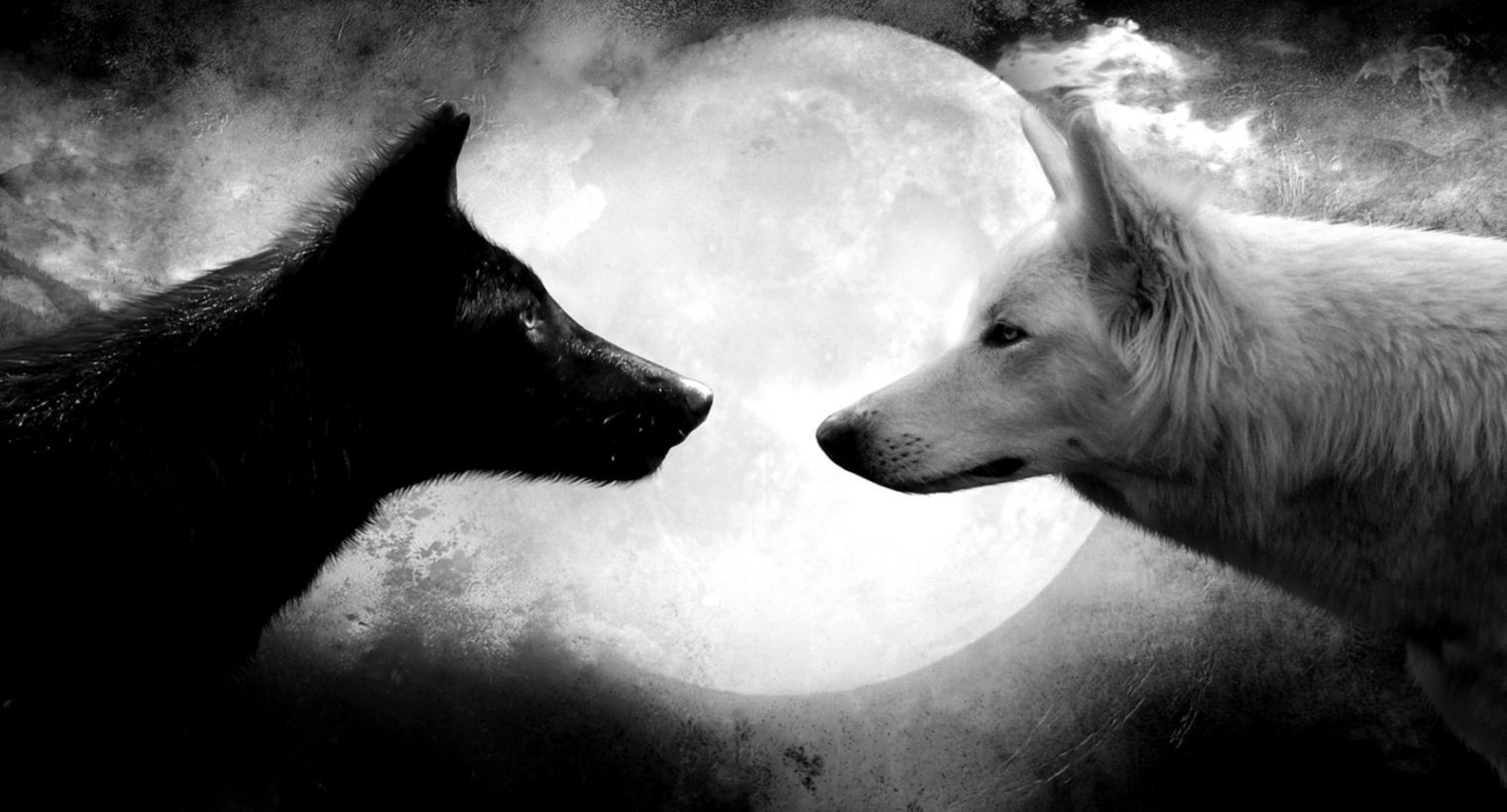 1520x819 Wolf Wallpaper Black And White | Love Wallpapers