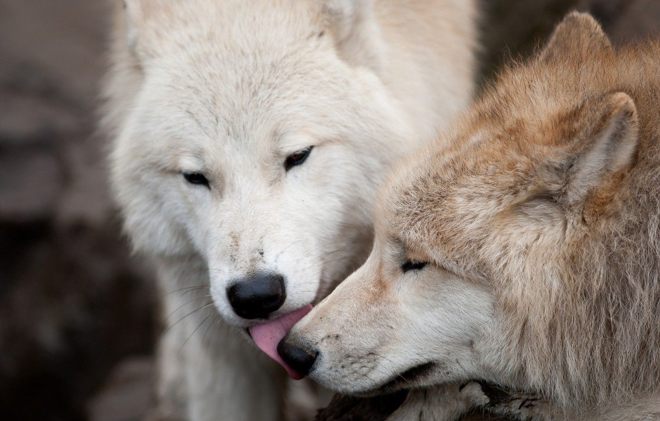 1332x850 Wallpaper love, wolf, predators, kiss, pair, wolves images for