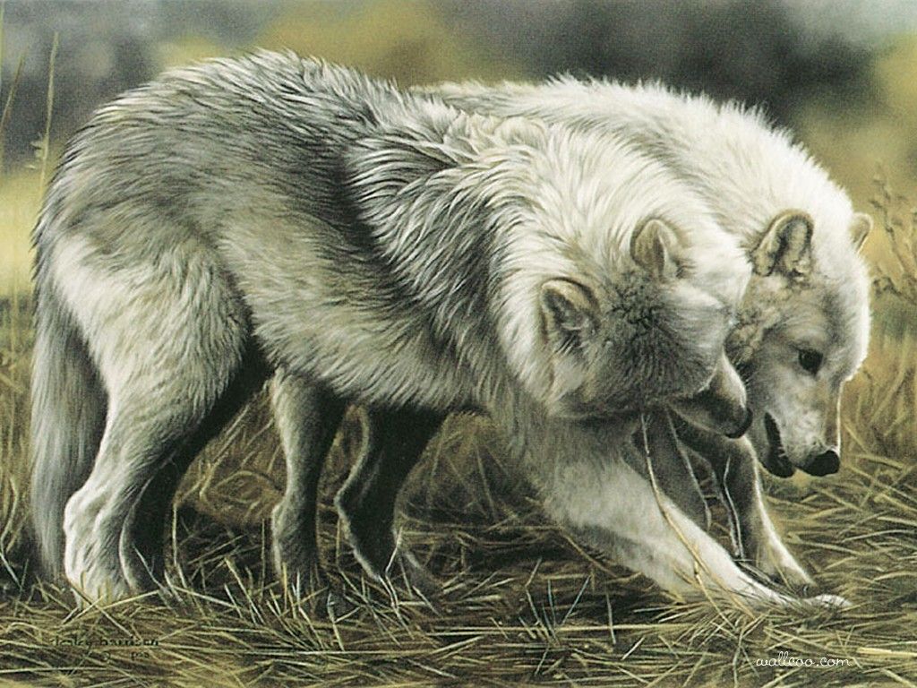 1024x768 Wallpaper Dogs: Paintings Wolf Love Wolves Wolfs Images Dogs In Bed