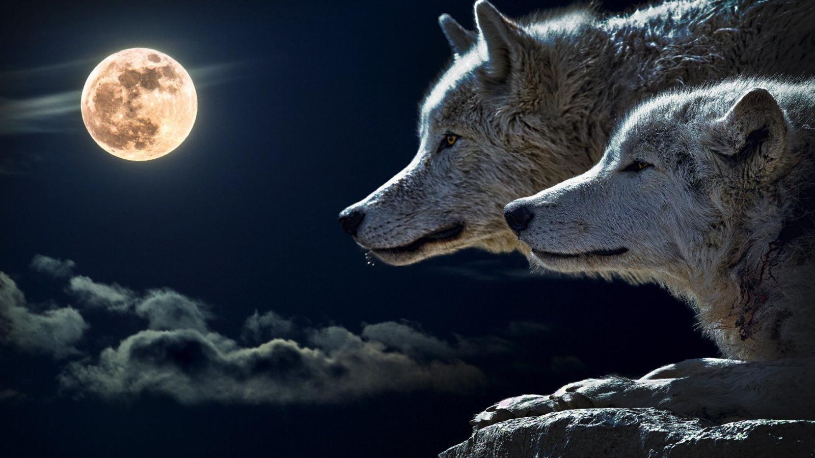 1920x1080 best wolf wallpaper! check out!