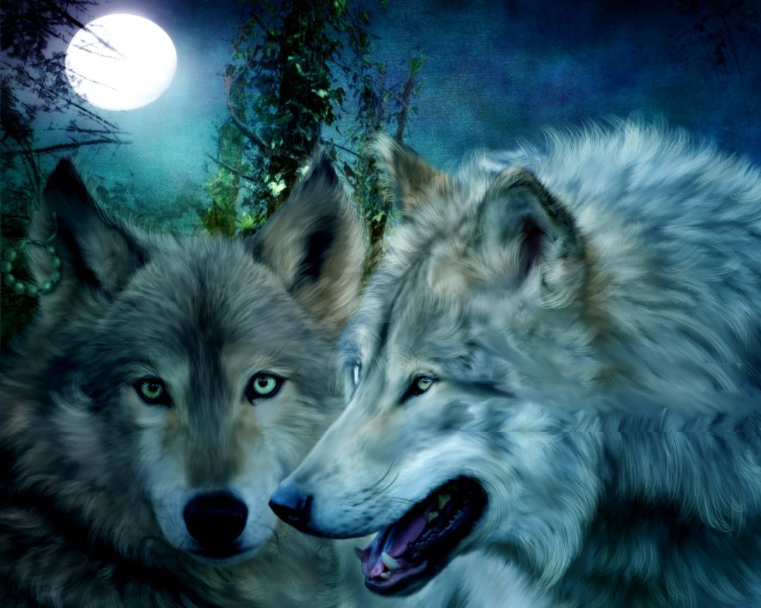 1078x862 Native wolf love wallpaper