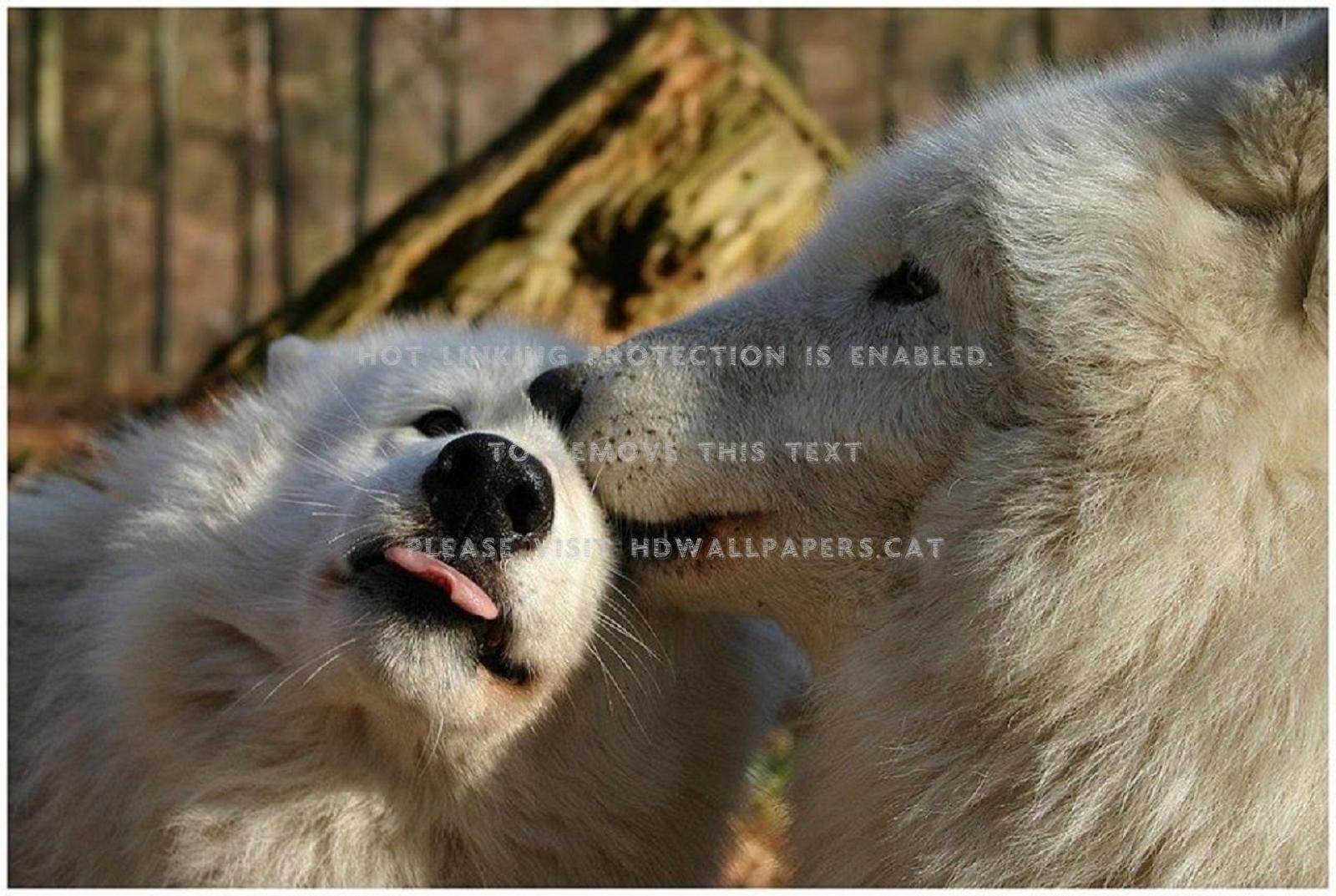 1920x1288 kiss wolf nature animals love wolves