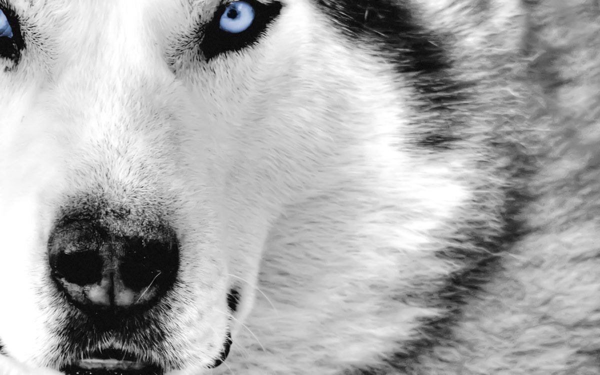 1200x750 Wolf, Hd Animal Wallpapers, Pet Love, Cool Animals, Desktop Images, Wild