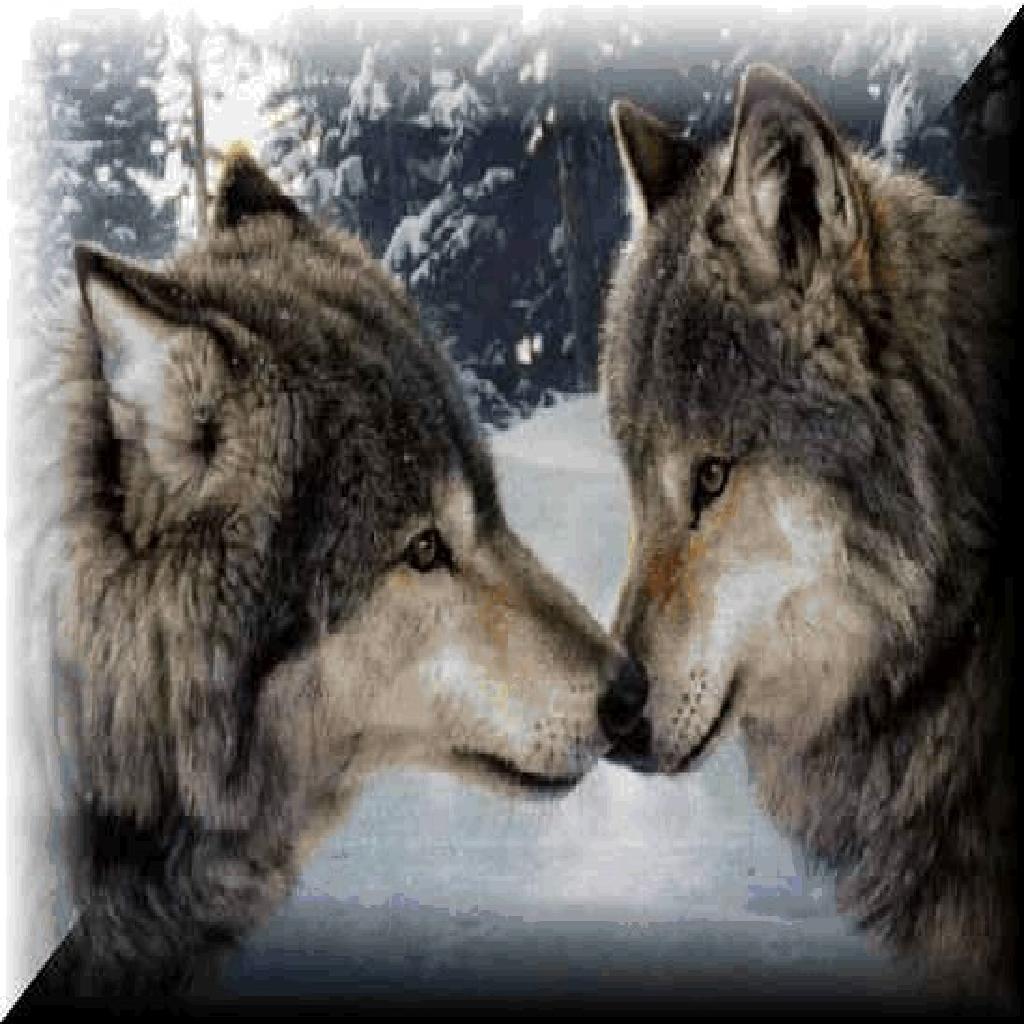 1024x1024 ImageSpace - Two Wolves In Love | gmispace.com
